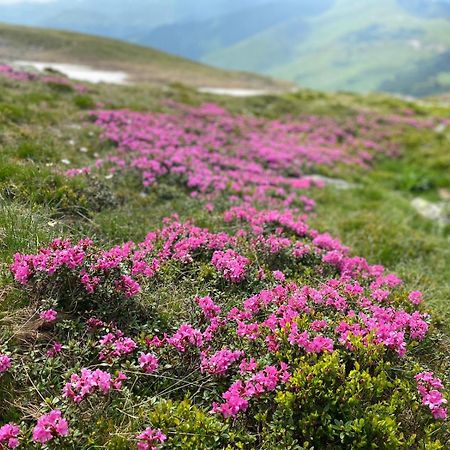 Vila Bijou Borşa 외부 사진